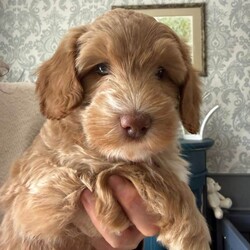 Australian Labradoodle - Licenced Breeder  /Australian Labradoodle/Female/Sex: Male,Australian Labradoodle Looking for Loving Forever Homes ready to take home from 24th April. 