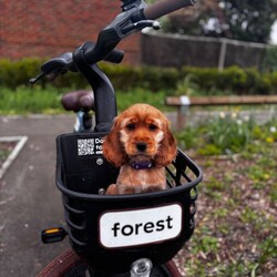 Adopt a dog:Little Luna /Cocker Spaniel/Female/Sex: Female,Beautiful Golden Cocker Spaniel Puppy Seeking Loving Forever Home