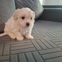 2 boys 2 girs/Maltese/Female/Sex: Female,These 4 puppies are looking for loving families... they are very cute and playful.. for details do not hesitate to contact me... thank you 