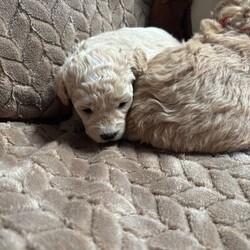Adopt a dog:F1 maltipoo /Maltipoo/Female/Sex: Mixed Litter,Hi we are so excited to announce the birth of my girl beautiful little she as 5 amazing baby