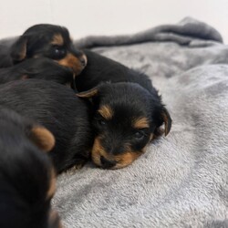 4 beautiful Yorkshire terrier puppy’s /Yorkshire Terrier/Female/Sex: Mixed Litter,My beautiful pet Lexi  , has had a beautiful litter of 4 Yorkshire terriers . ( 1 boy and 3 girls) born 24/03/26 ready to leave 26/05/26
