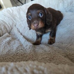 Longhaired miniature Dachshund /Miniature Dachshund/Female/Sex: Male,We have two beautiful Longhaired miniature Dachshund pups left from our truffles litter of 4 they are looking for thier forever home all pups will be 