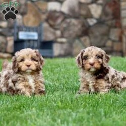 Isaac/Cavapoo									Puppy/Male	/8 Weeks,Isaac is a stunning Cavapoo puppy who will love playtime and cuddles with his forever family! This beautiful boy is socialized, family raised, and ready to meet you. Isaac has been seen by a vet and is up to date on shots and de-wormer. This sweetheart also comes home with a 30 day health guarantee as well as an extended genetic health guarantee, both provided by the breeder.