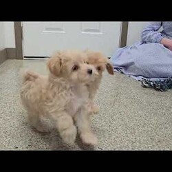Quinton/Maltipoo									Puppy/Male	/9 Weeks,Meet our adorable Maltipoo puppies! Little Quinton is full of love and life, always ready to wiggle his way right into your heart and home. With his playful personality and sweet nature, he will make the perfect companion for any family.