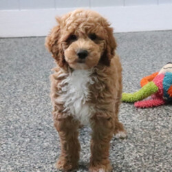 Skye/Goldendoodle/Female/February 7, 2026