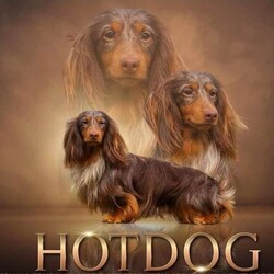 Longhaired miniature Dachshund /Miniature Dachshund/Female/Sex: Male,We have two beautiful Longhaired miniature Dachshund pups left from our truffles litter of 4 they are looking for thier forever home all pups will be 