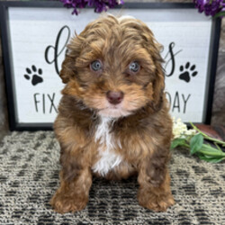 Adopt a dog:Eldridge/Havapoo/Female/February 14, 2026,Hi, I'm Eldridge! I'm a 9-week-old male Havapoo. My dad is a Poodle and my mom is a Havanese. I have a beautiful chocolate sable coat, and I was born on February 14. I am ready now to plan my trip to my forever family. Once I reach my adult size, I'm expected to weigh between 8–16 lbs. I will be your faithful friend and the love of your life.
