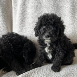 Adopt a dog:Bordoodle puppies /Bordoodle/Female/Sex: Mixed Litter,Adorable Border Collie x Poodle Puppies. They are ready to leave for their new homes at 8 weeks old on Friday.