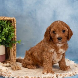 Cooper/Cavapoo									Puppy/Male	/7 Weeks,Take a look at these Cavapoo puppies—they’re absolutely adorable and ready to jump straight into your arms and your heart! These sweet little ones are family-raised, and it truly shows. The Stoltzfus children have done a wonderful job socializing them and preparing them for all the adventures the big world has to offer.