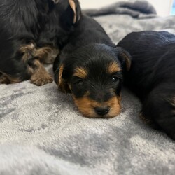 4 beautiful Yorkshire terrier puppy’s /Yorkshire Terrier/Female/Sex: Mixed Litter,My beautiful pet Lexi  , has had a beautiful litter of 4 Yorkshire terriers . ( 1 boy and 3 girls) born 24/03/26 ready to leave 26/05/26
