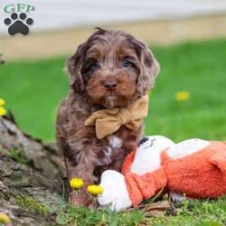 Elliot/Cockapoo									Puppy/Male	/7 Weeks,Hi, I’m Elliot, an adorable F1 Cockapoo with a heart full of love and a personality that will brighten your days! I’m sweet, playful, and always ready to greet everyone with happy tail wags and cuddles. I love exploring, chasing my favorite toys, and being right by your side no matter what you’re doing. With my soft, wavy coat and warm, loving eyes, I have a special way of making every moment feel a little more joyful. I can already imagine all the fun we’ll have together—sunny summer days, playing outside, going on little adventures, and making the kind of memories you’ll cherish forever.