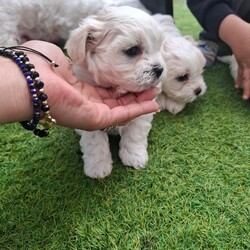 2 boys 2 girs/Maltese/Female/Sex: Female,These 4 puppies are looking for loving families... they are very cute and playful.. for details do not hesitate to contact me... thank you 