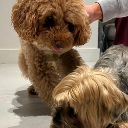 Adopt a dog:Beautiful Toy Yorkiepoo Puppies  Teddy Bear Faces – Ready from 8th May/Yorkiepoo/Female/Sex: Mixed Litter,Beautiful Toy Yorkiepoo Puppies – Teddy Bear Faces – Ready from 8th May