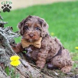 Elliot/Cockapoo									Puppy/Male	/7 Weeks,Hi, I’m Elliot, an adorable F1 Cockapoo with a heart full of love and a personality that will brighten your days! I’m sweet, playful, and always ready to greet everyone with happy tail wags and cuddles. I love exploring, chasing my favorite toys, and being right by your side no matter what you’re doing. With my soft, wavy coat and warm, loving eyes, I have a special way of making every moment feel a little more joyful. I can already imagine all the fun we’ll have together—sunny summer days, playing outside, going on little adventures, and making the kind of memories you’ll cherish forever.