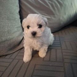 2 boys 2 girs/Maltese/Female/Sex: Female,These 4 puppies are looking for loving families... they are very cute and playful.. for details do not hesitate to contact me... thank you 
