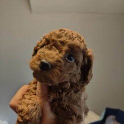 Adopt a dog: miniature poodle puppies /Miniature Poodle/Female/Sex: Mixed Litter,Beautiful miniature poodle puppies ready for finding their forever home's.