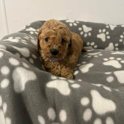 Adopt a dog:F1 cavapoo puppies/Cavapoo/Female/Sex: Mixed Litter,Beautiful litter of f1 cavapoos, 4 boys and 1 girl, been brought up in our family home around our 3 young children, mum is our cavalier and she's an amazing mum to her pups,  the pups have been micro chipped and also flea and wormed up to date. We are looking for 5* homes only for them,  there is a £200 non refundable deposit required to secure a puppy. They are ready to leave now.