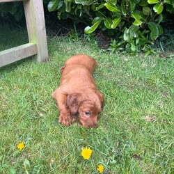 Adopt a dog:Irish Setter Pups /Irish Setter/Female/Sex: Mixed Litter,Eight pups (six dogs and two bitches), Kennel club registered, working strain with Ballydavid / Hunshigo breeding.  Ready for sale at the end of April. Sire and Dam available to see with the pups.