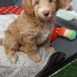 Australian Labradoodle - Licenced Breeder  /Australian Labradoodle/Female/Sex: Male,Australian Labradoodle Looking for Loving Forever Homes ready to take home from 24th April. 