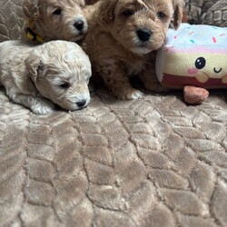 Adopt a dog:F1 maltipoo /Maltipoo/Female/Sex: Mixed Litter,Hi we are so excited to announce the birth of my girl beautiful little she as 5 amazing baby