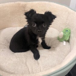 Adopt a dog:Gone to his forever home/Chihuahua/Female/Sex: Male,Adorable black long-haired Chihuahua puppy looking for his forever home.