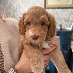 Australian Labradoodle - Licenced Breeder  /Australian Labradoodle/Female/Sex: Male,Australian Labradoodle Looking for Loving Forever Homes ready to take home from 24th April. 