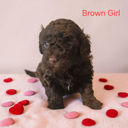 Miniture Poodle Puppies/Miniature Poodle/Female/Sex: Mixed Litter,We are pleased to introduce our Rosies puppies she has 7 Babies they are currently 4 weeks 1 day old and will not be able to leave untill 8 weeks old they will be microchipped flead and wormed. Prices are different for different colours 