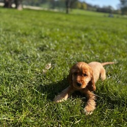 Adopt a dog:Little Luna /Cocker Spaniel/Female/Sex: Female,Beautiful Golden Cocker Spaniel Puppy Seeking Loving Forever Home