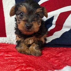 Adopt a dog:Miniature Yorkshire Terrier puppies/Yorkshire Terrier/Female/Sex: Male,Our beautiful litter of Miniature Yorkshire Terrier puppies are now ready to find their loving forever homes.