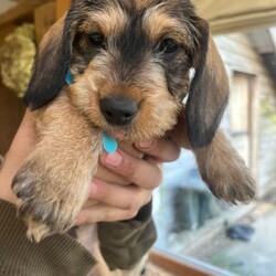 Wired Haired Dachshund puppies/Dachshund/Female/Sex: Mixed Litter,Our lovely Dinty has had 6 gorgeous puppies! 4 boys and 2 girls. They are being raised in a busy loving home with a heated floor, and are used to being handled with lots of cuddles!. Mum and Dad are both wired, they are beautifully marked and are now becoming lovely little characters, 