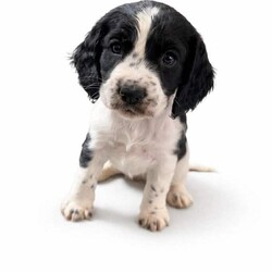 Cocker spaniels /Cocker Spaniel/Female/Sex: Mixed Litter,We have a lovely litter of Cocker Spaniel puppies looking for their forever homes. They are full of energy, very affectionate, and great for families .