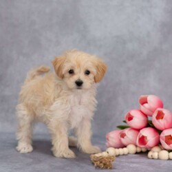 Quinton/Maltipoo									Puppy/Male	/9 Weeks,Meet our adorable Maltipoo puppies! Little Quinton is full of love and life, always ready to wiggle his way right into your heart and home. With his playful personality and sweet nature, he will make the perfect companion for any family.