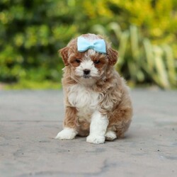 Dolly/Cavapoo									Puppy/Female	/7 Weeks,Meet Dolly! This F1B tiny cavapoo may be small, but her personality is anything but. She’s full of energy, curiosity, and unconditional love—always ready to explore, chase toys, and discover something new. When the day winds down, she’s happiest curled up close, soaking in every cuddle with her sweet, gentle nature. Her petite size makes her even more special, offering the perfect blend of affection, fun, and charm. She’ll make a wonderful companion for families, singles, or anyone looking for a loyal little friend.