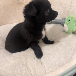 Adopt a dog:Gone to his forever home/Chihuahua/Female/Sex: Male,Adorable black long-haired Chihuahua puppy looking for his forever home.