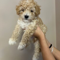 Cavapoochon Puppies/Cavapoochon/Female/Sex: Mixed Litter,Adorable Cavapoochon puppies Looking for Loving forever Homes