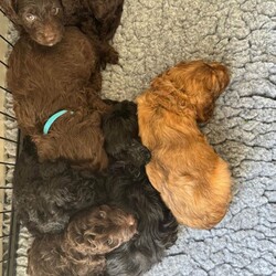 Adopt a dog:4 BEAUTIFUL COCKAPOO PUPPIES  /Cockapoo/Female/Sex: Female,Beautiful Cockapoo puppies looking for their loving forever homes only