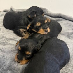 4 beautiful Yorkshire terrier puppy’s /Yorkshire Terrier/Female/Sex: Mixed Litter,My beautiful pet Lexi  , has had a beautiful litter of 4 Yorkshire terriers . ( 1 boy and 3 girls) born 24/03/26 ready to leave 26/05/26