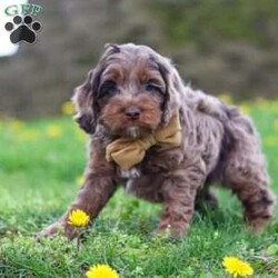 Elliot/Cockapoo									Puppy/Male	/7 Weeks,Hi, I’m Elliot, an adorable F1 Cockapoo with a heart full of love and a personality that will brighten your days! I’m sweet, playful, and always ready to greet everyone with happy tail wags and cuddles. I love exploring, chasing my favorite toys, and being right by your side no matter what you’re doing. With my soft, wavy coat and warm, loving eyes, I have a special way of making every moment feel a little more joyful. I can already imagine all the fun we’ll have together—sunny summer days, playing outside, going on little adventures, and making the kind of memories you’ll cherish forever.