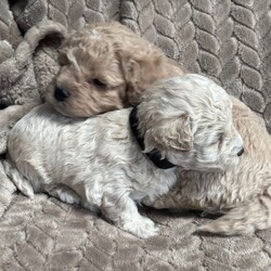 Adopt a dog:F1 maltipoo /Maltipoo/Female/Sex: Mixed Litter,Hi we are so excited to announce the birth of my girl beautiful little she as 5 amazing baby