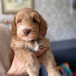 Australian Labradoodle - Licenced Breeder  /Australian Labradoodle/Female/Sex: Male,Australian Labradoodle Looking for Loving Forever Homes ready to take home from 24th April. 