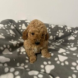 Adopt a dog:F1 cavapoo puppies/Cavapoo/Female/Sex: Mixed Litter,Beautiful litter of f1 cavapoos, 4 boys and 1 girl, been brought up in our family home around our 3 young children, mum is our cavalier and she's an amazing mum to her pups,  the pups have been micro chipped and also flea and wormed up to date. We are looking for 5* homes only for them,  there is a £200 non refundable deposit required to secure a puppy. They are ready to leave now.