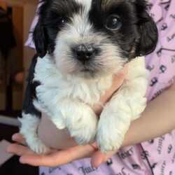 Shihpoo puppies /Shihpoo/Female/Sex: Mixed Litter,Loving puppies ready for a new adventure in a loving home. At current the are 5 weeks old and ready to leave around the 9th of May 2026. All fleeing and worming up to date. Eating and drinking well and gaining/ growing as they should. All using puppy pads independently now. The current home has both dogs and children meaning that they are handled daily and sociable. Dad is a very small pedigree imperial shihtzu and mother is a shihpoo. They are all very cute and lovable. Feel free to contact regarding enquiries. If no response feel free to message me and I will get back to you.