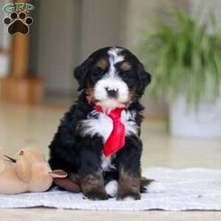 Chico/Mini Bernedoodle									Puppy/Male	/7 Weeks,Meet Chico! A sweet Mini multigen Bernedoodle! Full of energy, curiosity, and unconditional love, he’s always ready to explore, chase toys, and discover something new. When the day winds down, he’s happiest curled up close, soaking in every cuddle with his gentle, affectionate nature. With his adorable looks and loving temperament, he’s the perfect mix of playful and calm—ready to become someone’s very best friend.