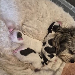 Shihpoo puppies /Shihpoo/Female/Sex: Female,Loving puppies ready for a new adventure in a loving home. At current the are 5 weeks old and ready to leave around the 9th of May 2026. All fleeing and worming up to date. Eating and drinking well and gaining/ growing as they should. All using puppy pads independently now. The current home has both dogs and children meaning that they are handled daily and sociable. Dad is a very small pedigree imperial shihtzu and mother is a shihpoo. They are all very cute and lovable. Feel free to contact regarding enquiries. If no response feel free to message me and I will get back to you.