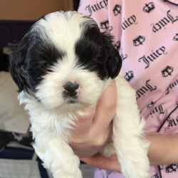 Shihpoo puppies /Shihpoo/Female/Sex: Female,Loving puppies ready for a new adventure in a loving home. At current the are 5 weeks old and ready to leave around the 9th of May 2026. All fleeing and worming up to date. Eating and drinking well and gaining/ growing as they should. All using puppy pads independently now. The current home has both dogs and children meaning that they are handled daily and sociable. Dad is a very small pedigree imperial shihtzu and mother is a shihpoo. They are all very cute and lovable. Feel free to contact regarding enquiries. If no response feel free to message me and I will get back to you.