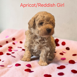 Miniture Poodle Puppies/Miniature Poodle/Female/Sex: Mixed Litter,We are pleased to introduce our Rosies puppies she has 7 Babies they are currently 4 weeks 1 day old and will not be able to leave untill 8 weeks old they will be microchipped flead and wormed. Prices are different for different colours 