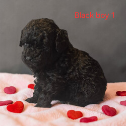 Miniture Poodle Puppies/Miniature Poodle/Female/Sex: Mixed Litter,We are pleased to introduce our Rosies puppies she has 7 Babies they are currently 4 weeks 1 day old and will not be able to leave untill 8 weeks old they will be microchipped flead and wormed. Prices are different for different colours 