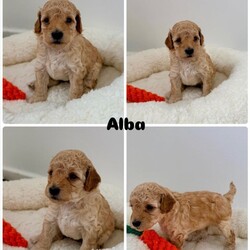 Exceptional F1BB Cockapoo Puppies/Cockapoo/Female/Sex: Mixed Litter,Our beautiful litter of 7 F1BB Cockapoo puppies are now ready to be reserved and we are starting to look for their perfect forever homes   