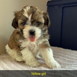Shihpoo puppies /Shihpoo/Female/Sex: Mixed Litter,Loving puppies ready for a new adventure in a loving home. At current the are 5 weeks old and ready to leave around the 9th of May 2026. All fleeing and worming up to date. Eating and drinking well and gaining/ growing as they should. All using puppy pads independently now. The current home has both dogs and children meaning that they are handled daily and sociable. Dad is a very small pedigree imperial shihtzu and mother is a shihpoo. They are all very cute and lovable. Feel free to contact regarding enquiries. If no response feel free to message me and I will get back to you.