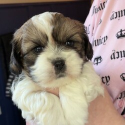 Shihpoo puppies /Shihpoo/Female/Sex: Female,Loving puppies ready for a new adventure in a loving home. At current the are 5 weeks old and ready to leave around the 9th of May 2026. All fleeing and worming up to date. Eating and drinking well and gaining/ growing as they should. All using puppy pads independently now. The current home has both dogs and children meaning that they are handled daily and sociable. Dad is a very small pedigree imperial shihtzu and mother is a shihpoo. They are all very cute and lovable. Feel free to contact regarding enquiries. If no response feel free to message me and I will get back to you.